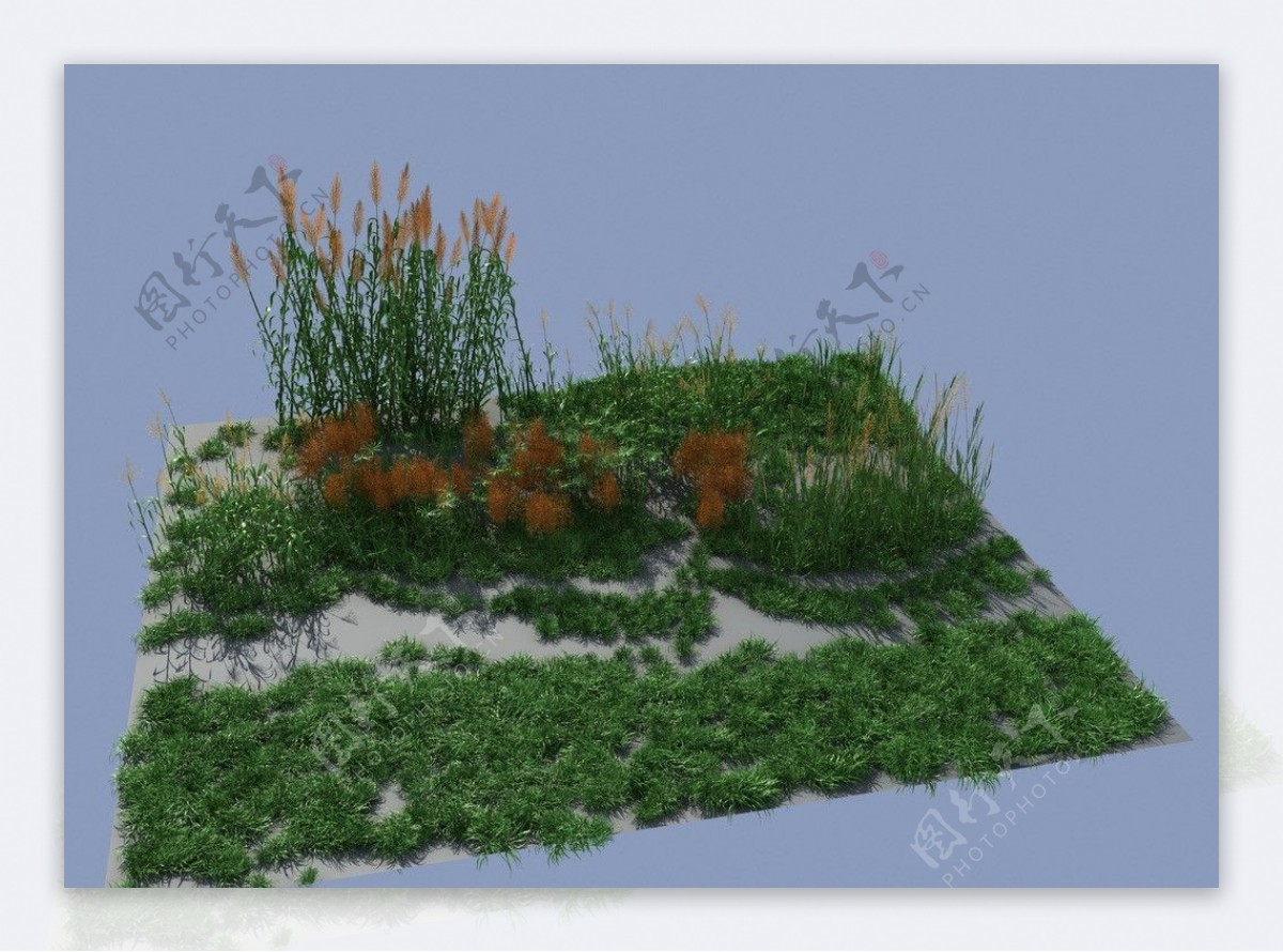 写实草芦苇模型图片