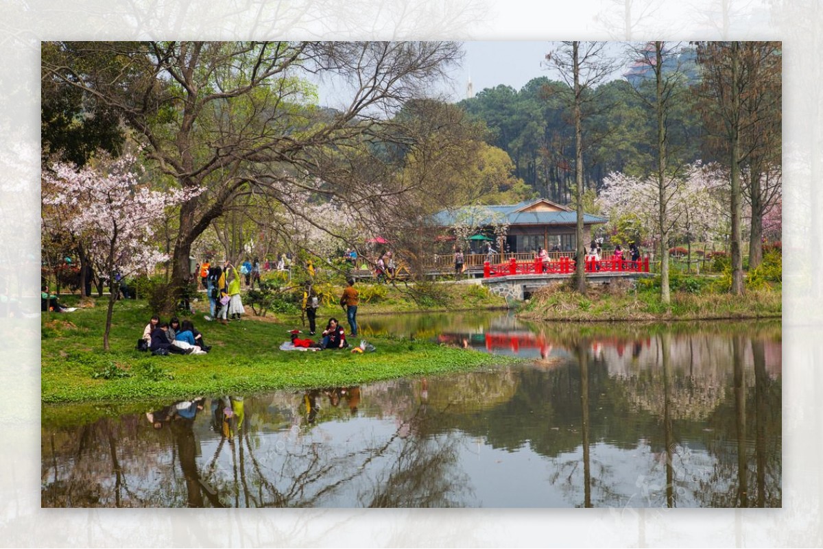 东湖风景区樱花节图片