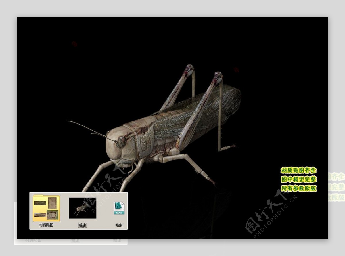 蝗虫蚱蜢蚂蚱老扁担蝈蝈3D三维模型建模图片