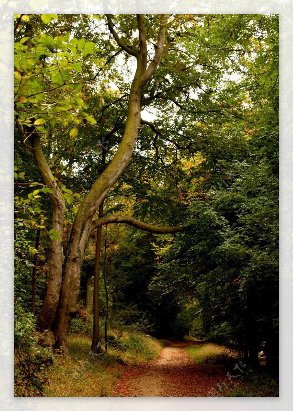 英国沃特福德卡西伯里公园初秋图片