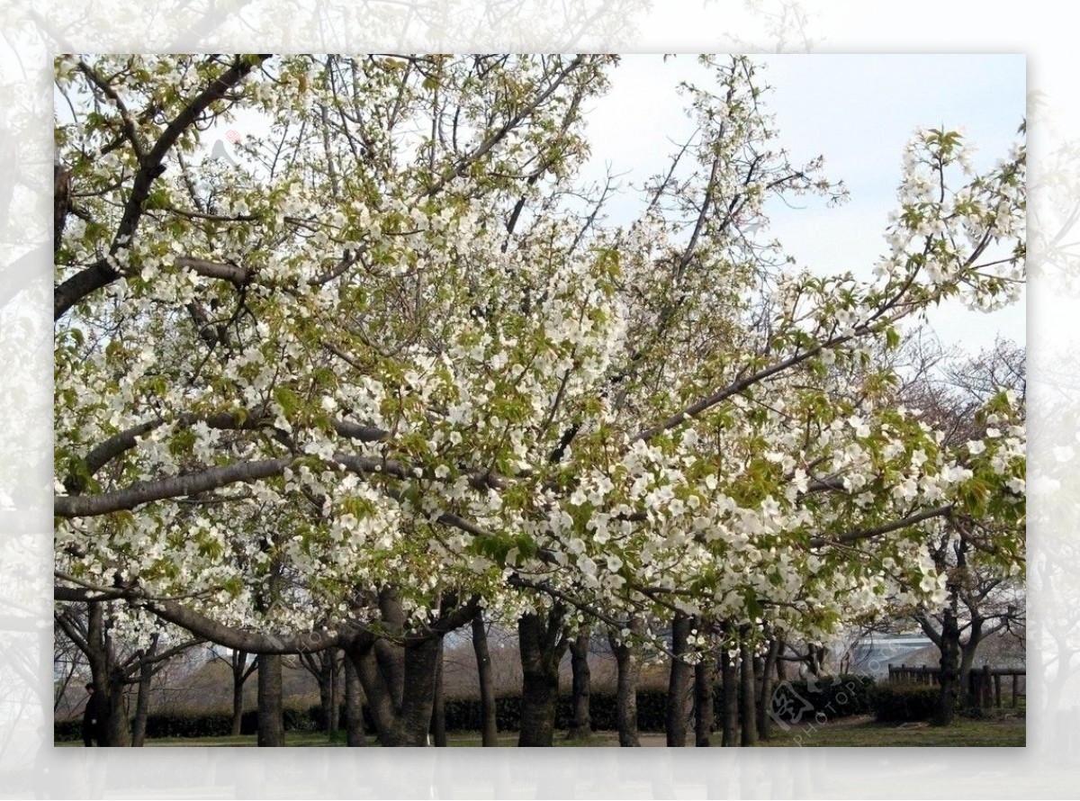大阪大阪公园盛开的樱花图片
