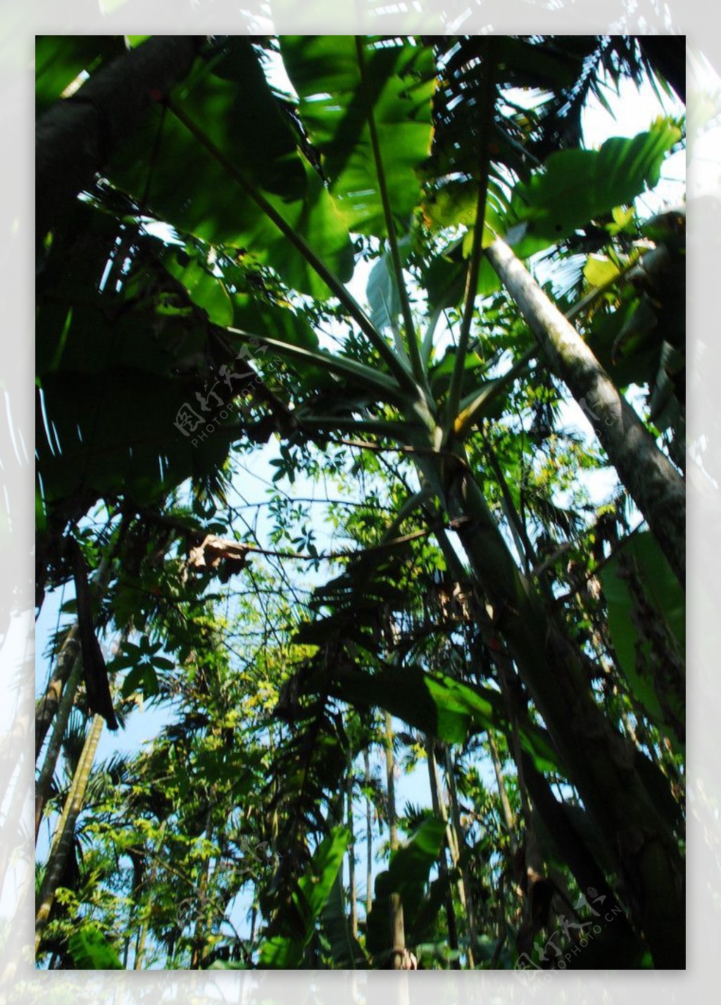 吕宋岛热带丛林景色图片