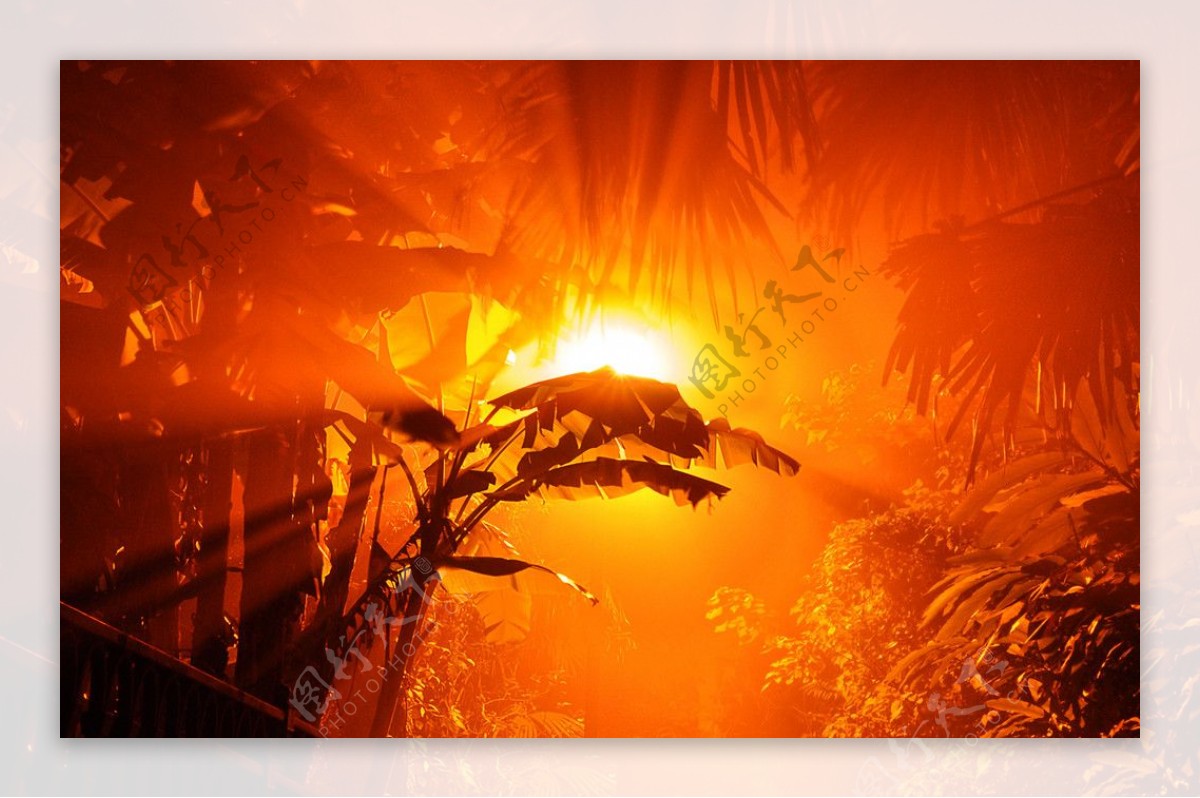 朝阳映红亚马逊热带雨林图片