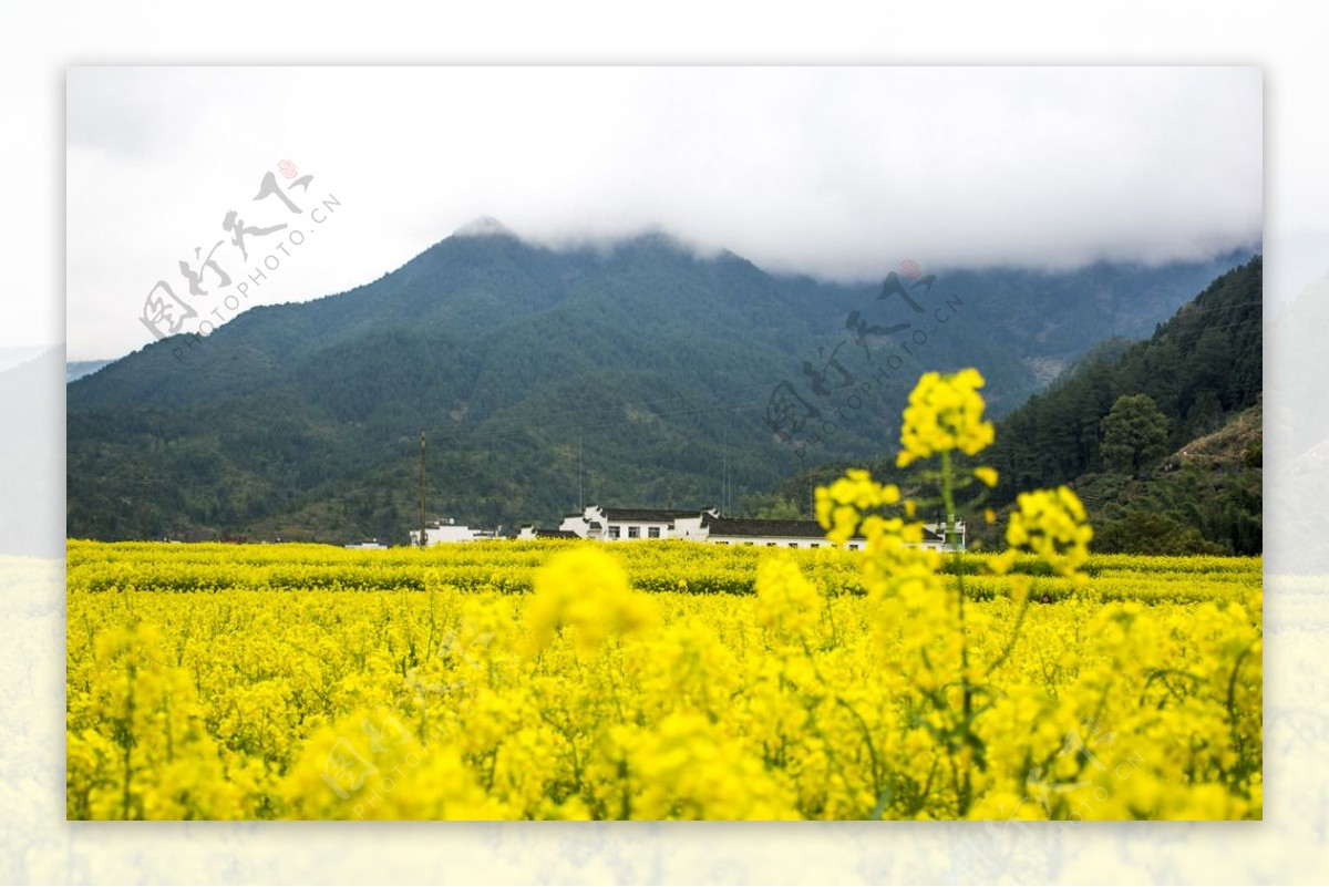 婺源油菜花田图片