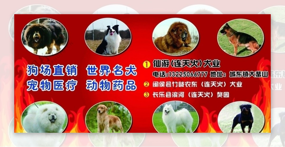 宠物犬宣传车身贴图片