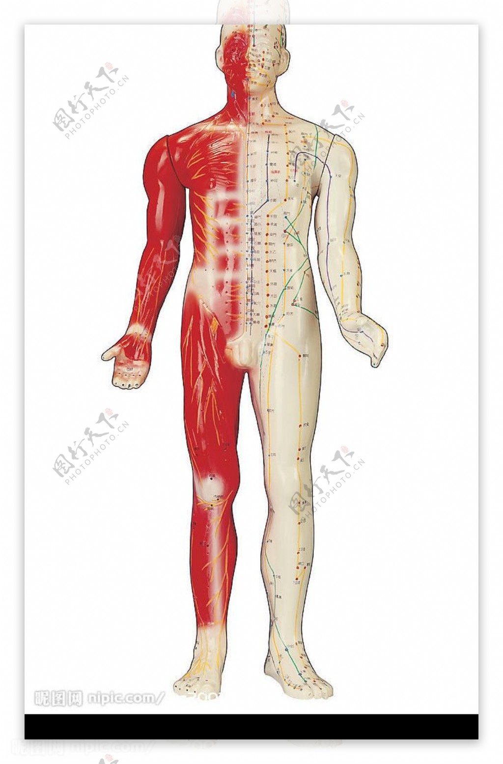 人体模型图片