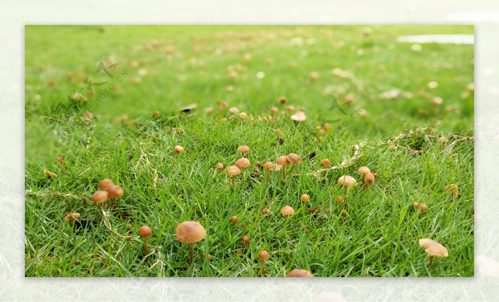 草坪蘑菇图片