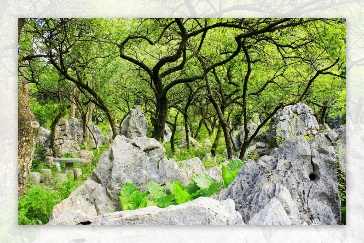 公园山石树木图片