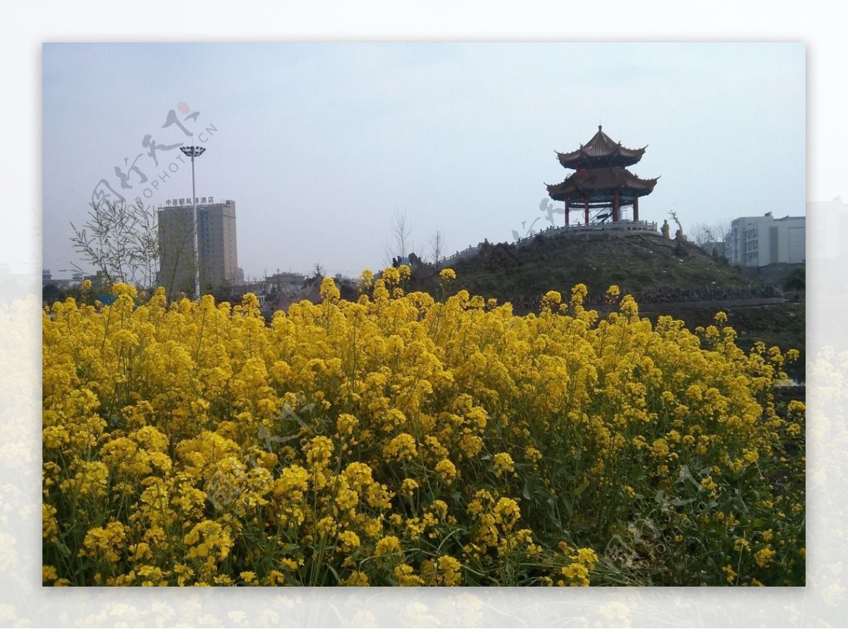 油菜花开图片