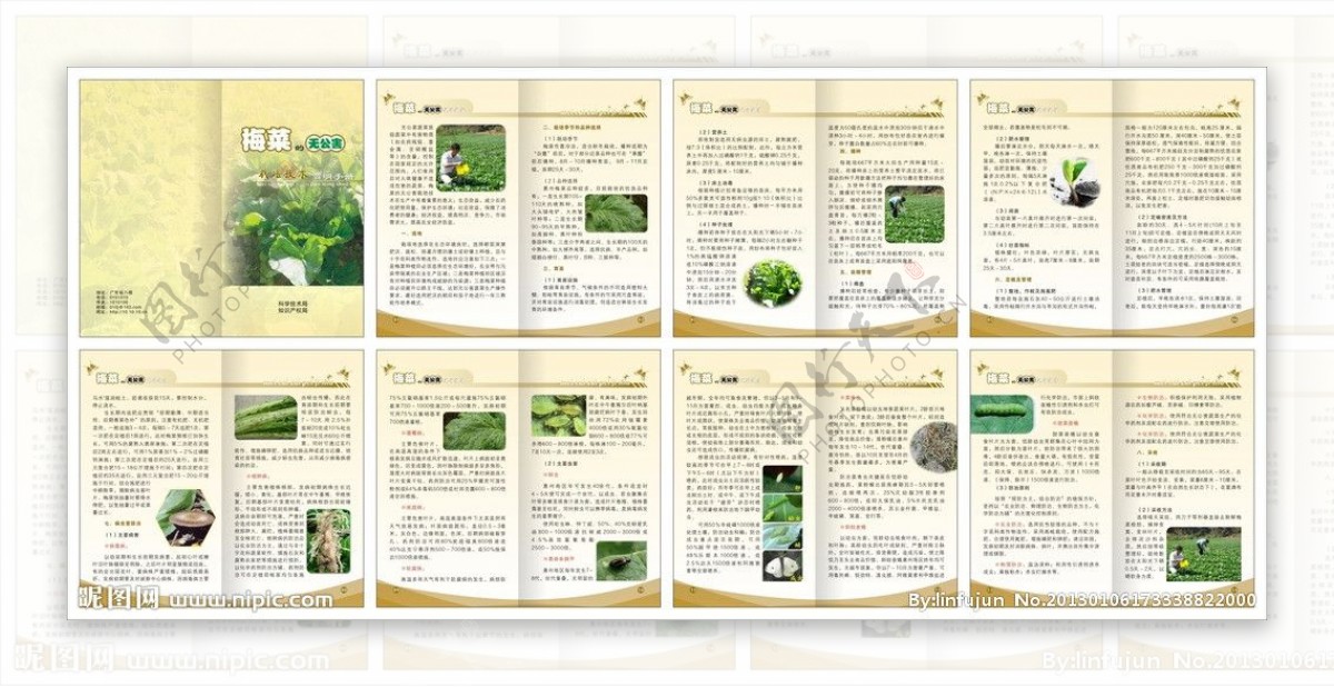 梅菜的无公害栽培技术简明手册图片