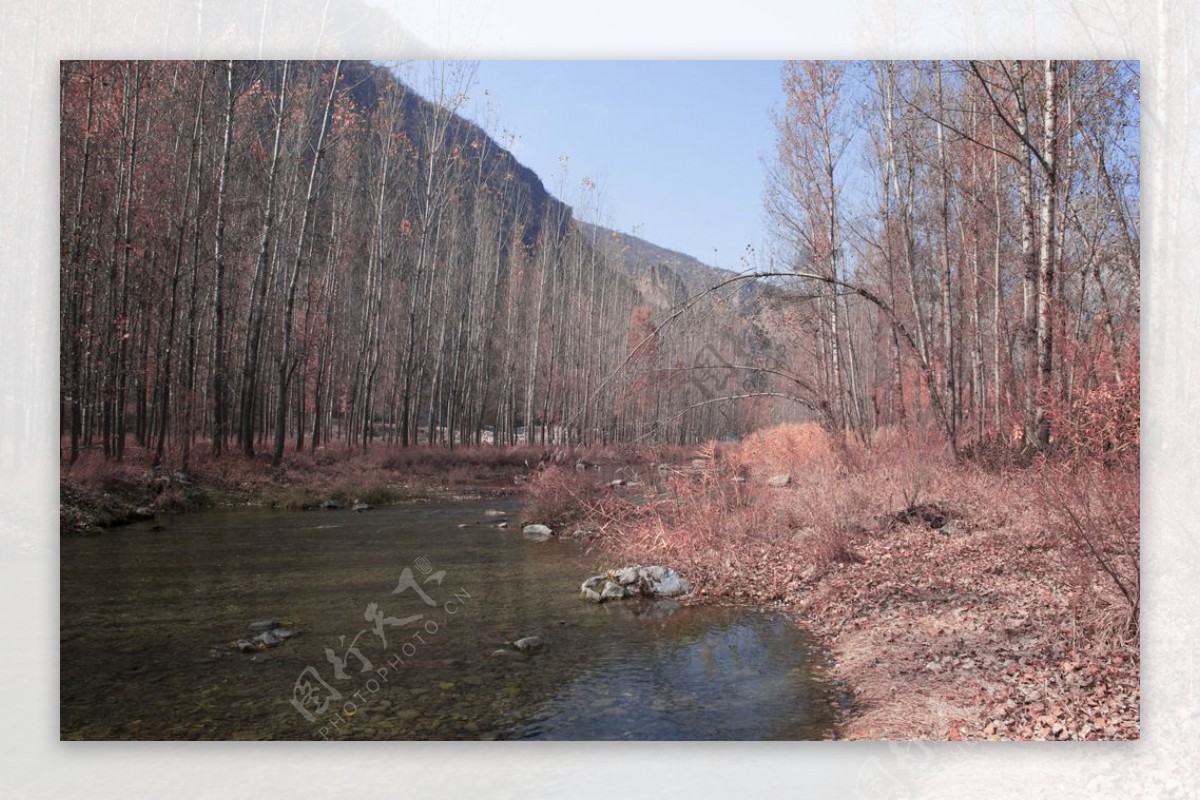秋天小河边的杨树图片
