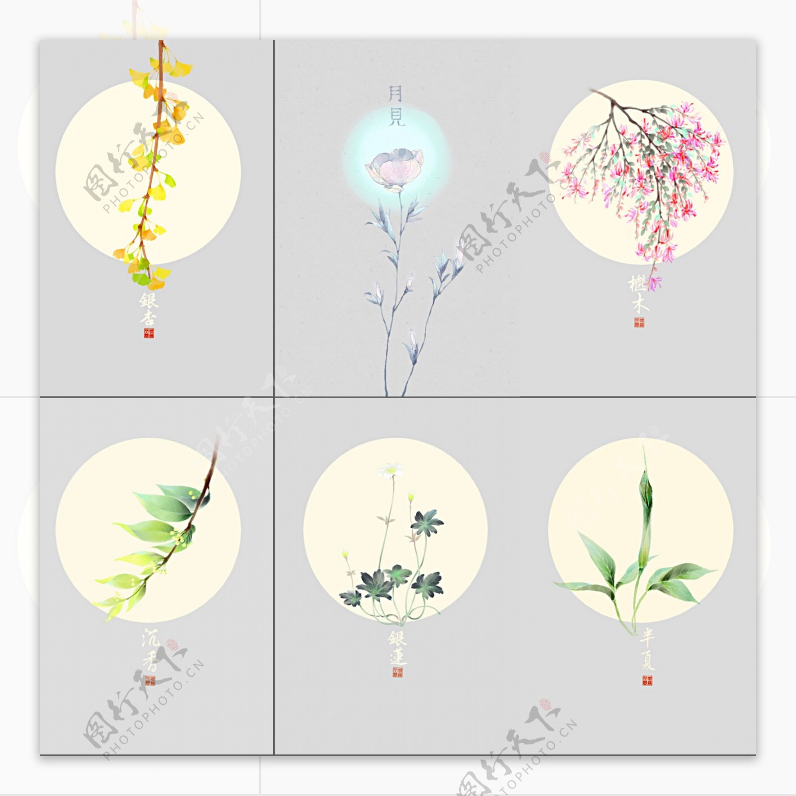 花卉植物图片