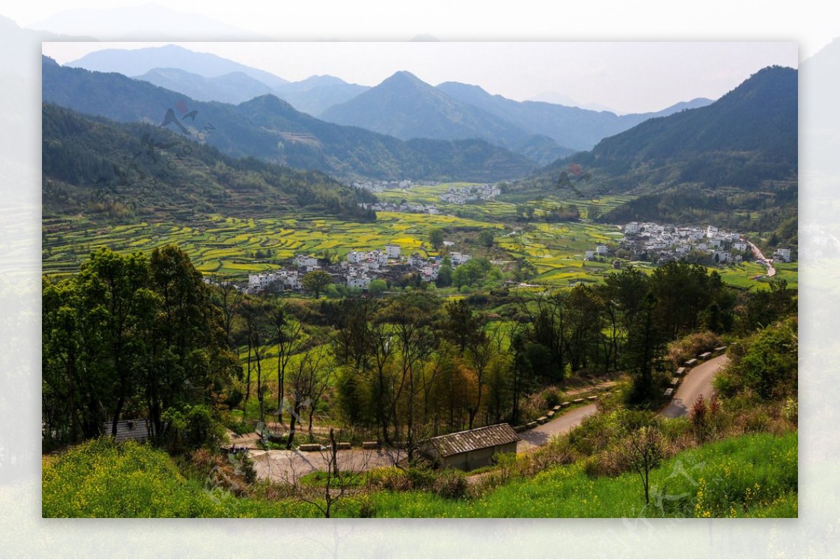 江岭梯田油菜花图片