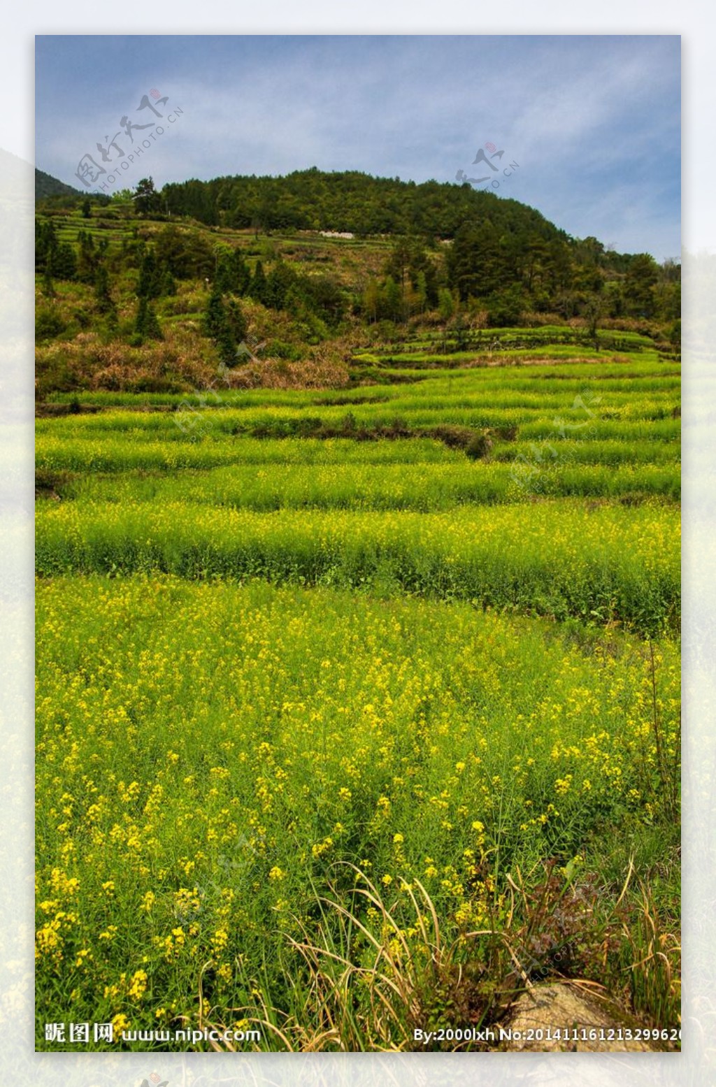 江岭梯田油菜花图片