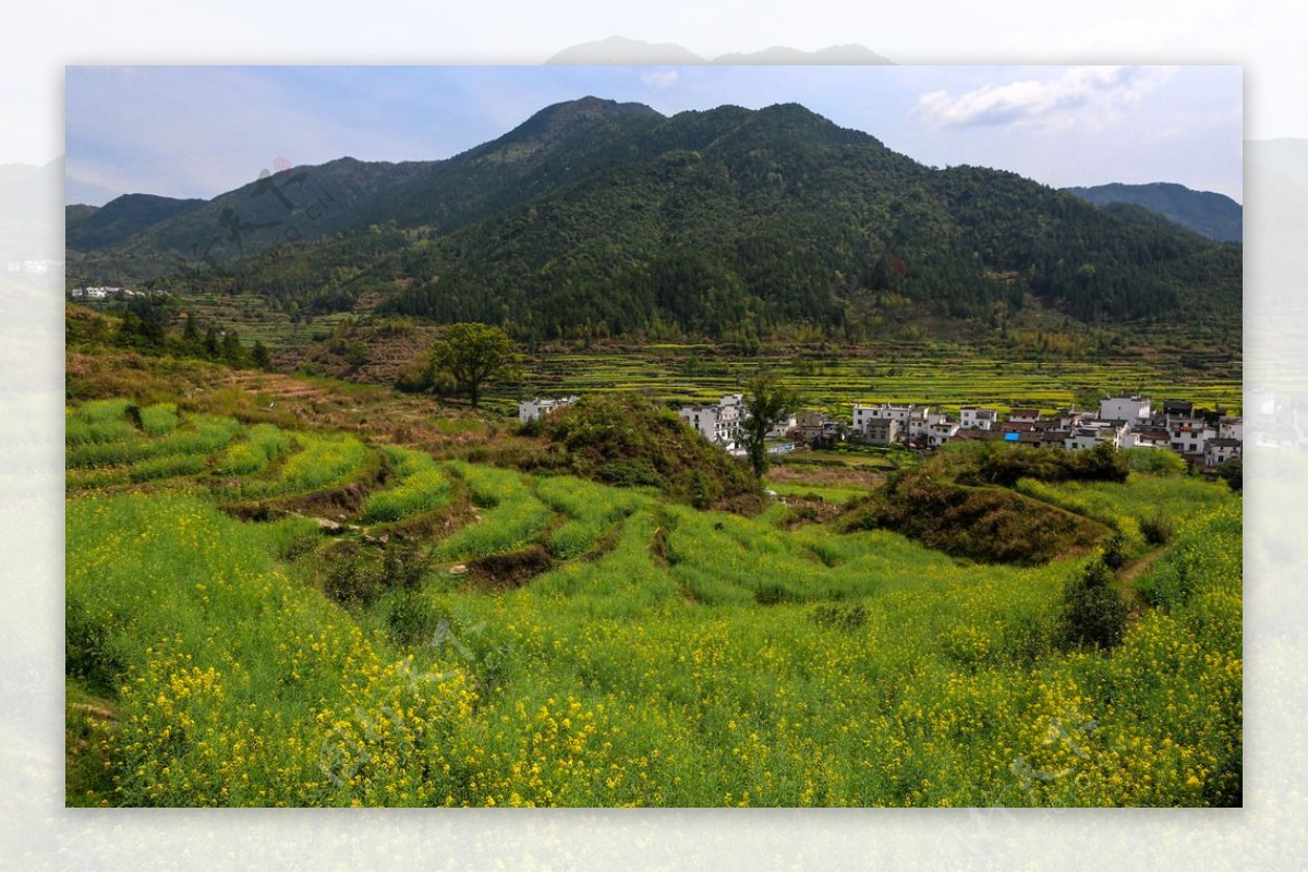 江岭梯田油菜花图片