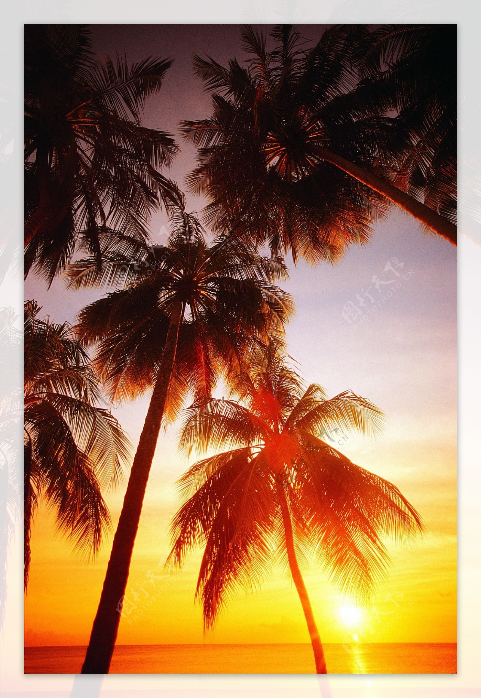 海边椰子树风景图片图片-图行天下素材网