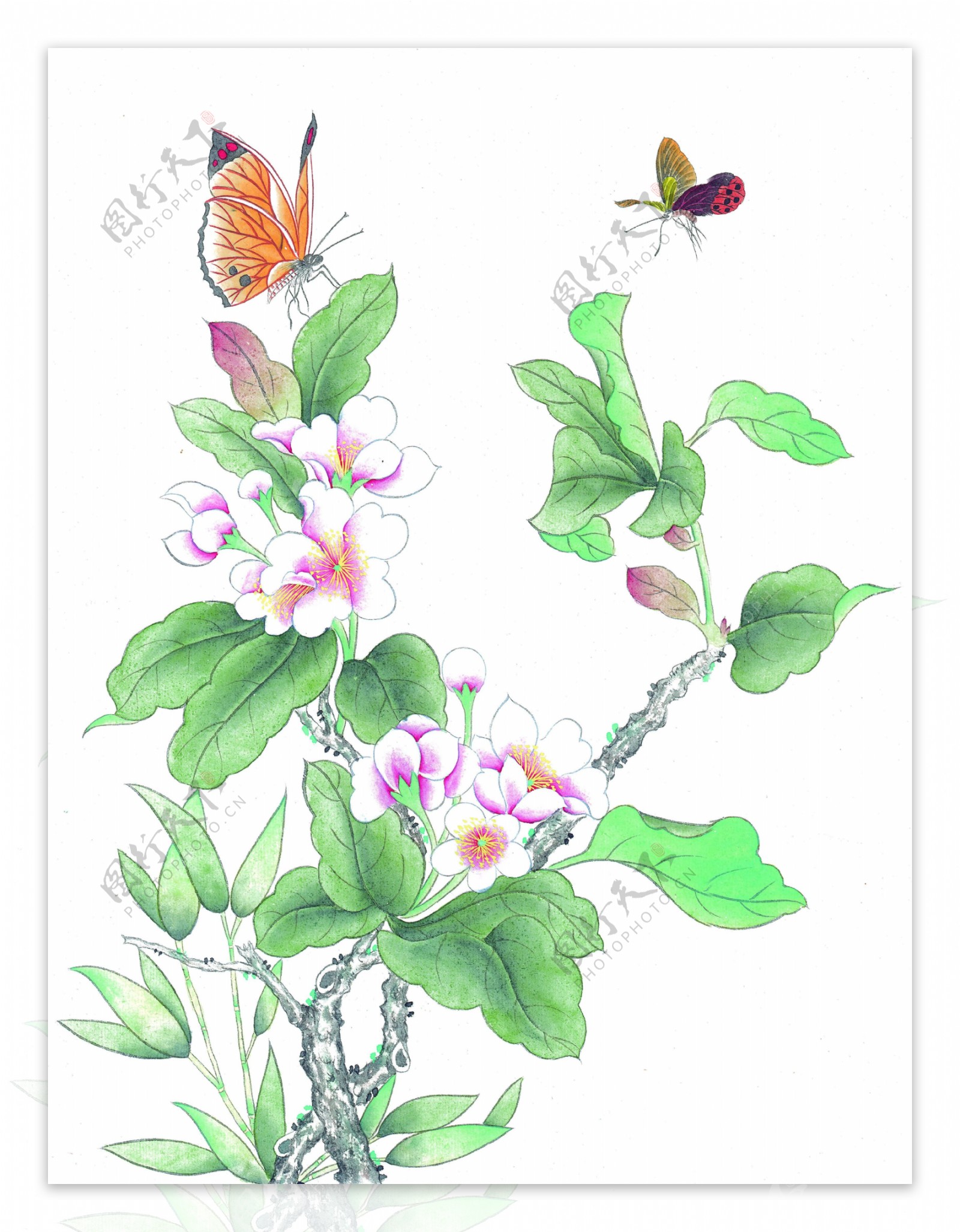 工笔花卉蝴蝶图片