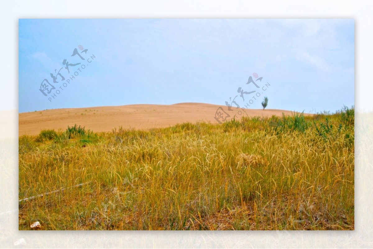 沙漠中的草原图片