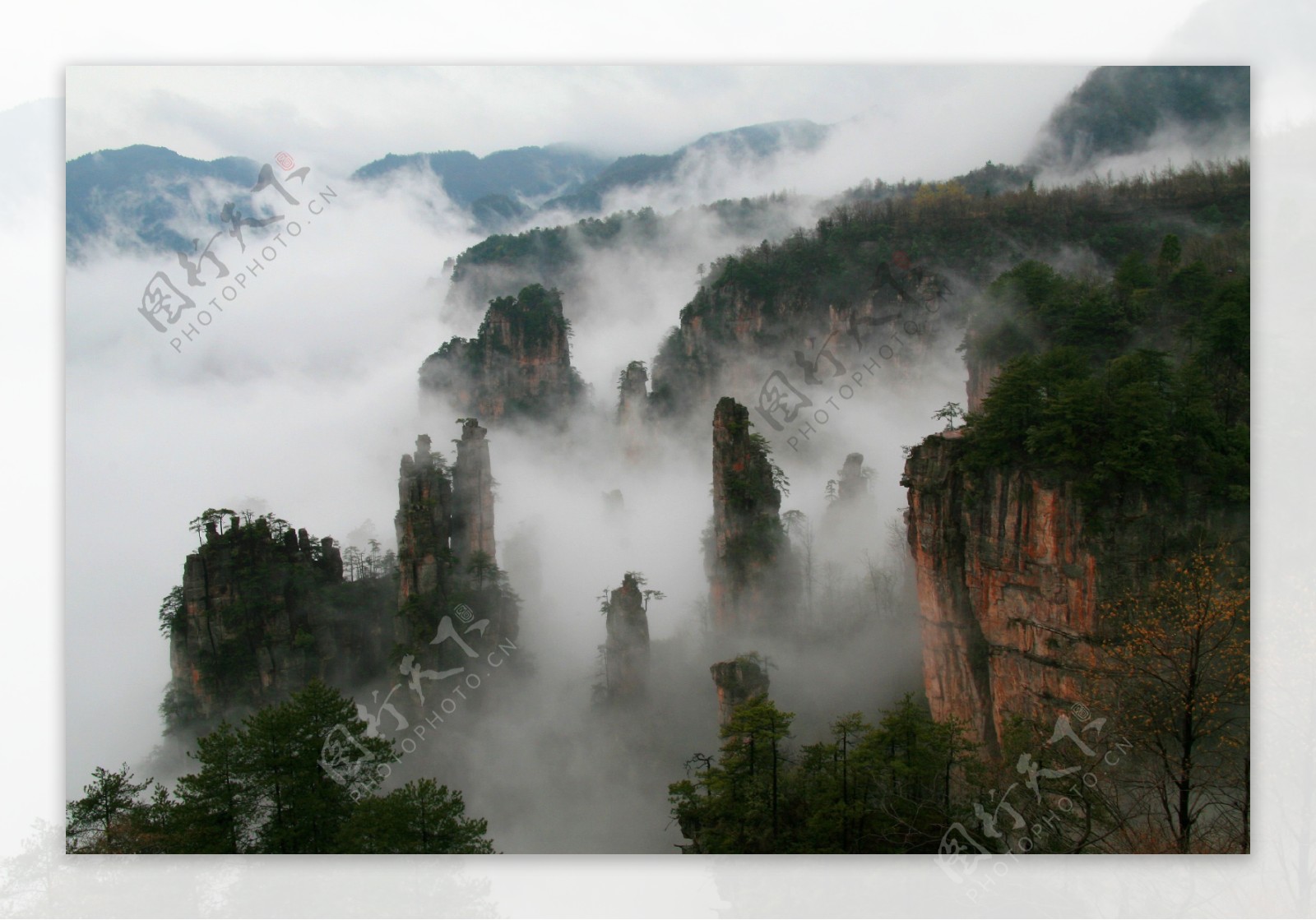 雾中天子山图片