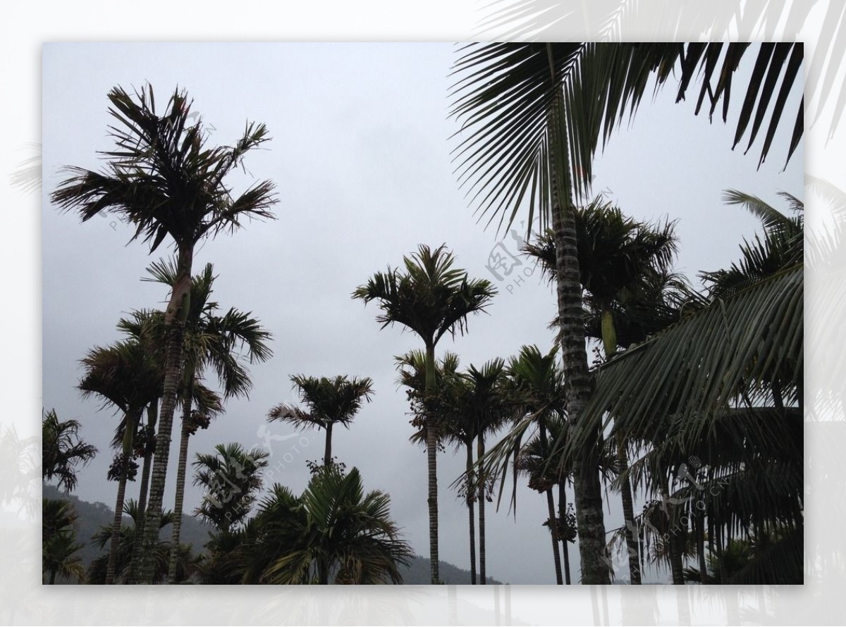 海南槟榔树图片