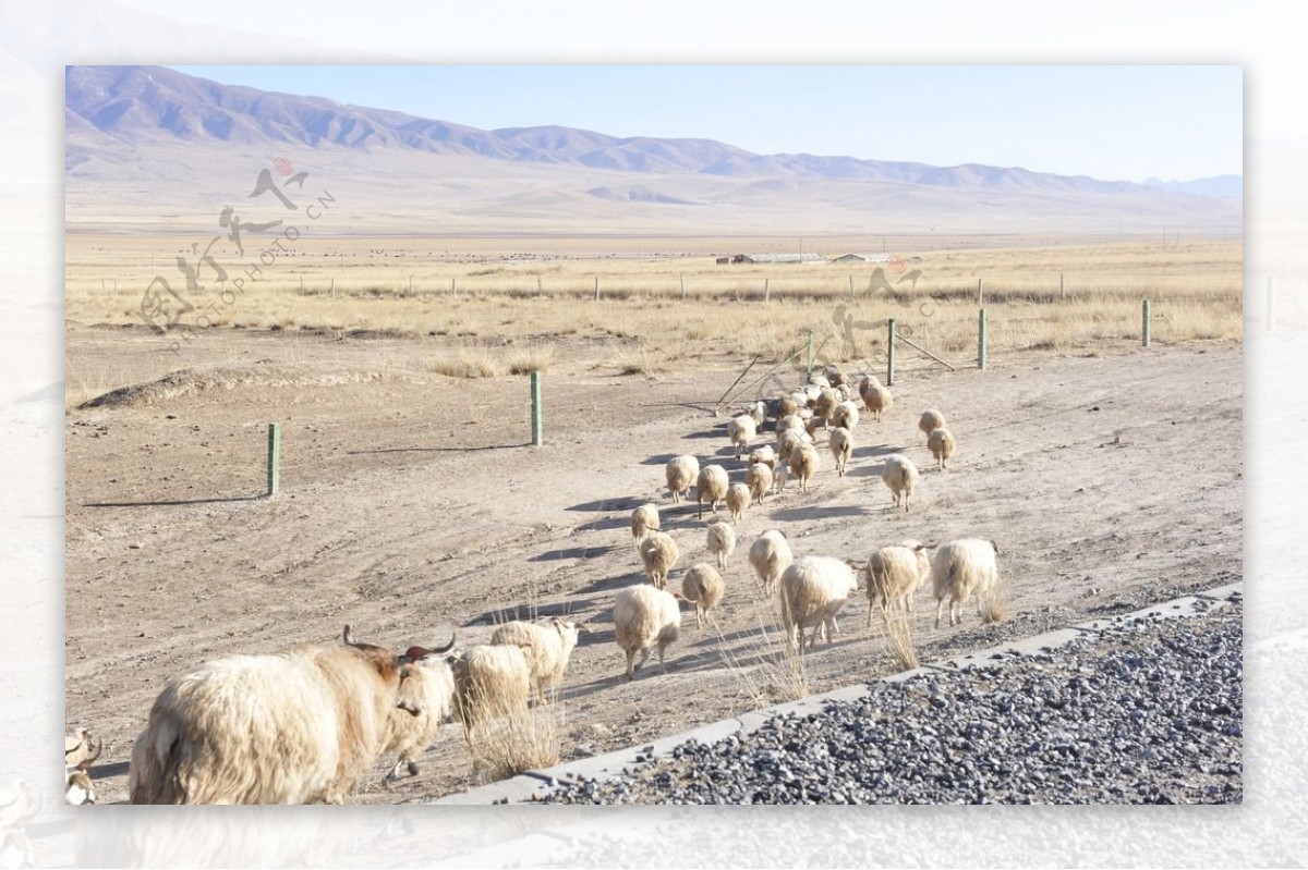 冬天的草原和羊群图片