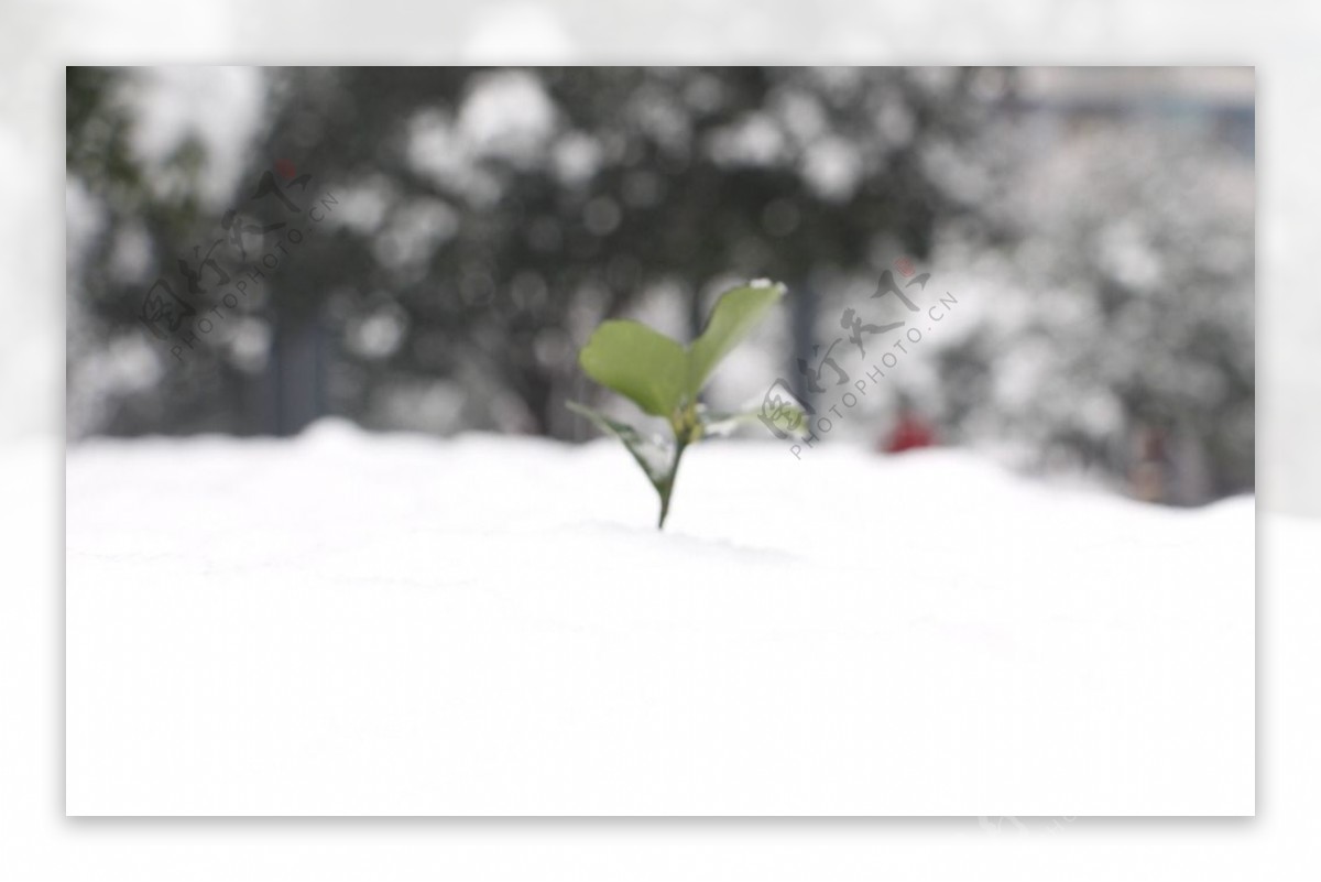 雪景图片