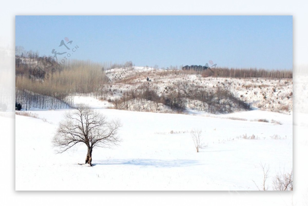 雪中小树图片