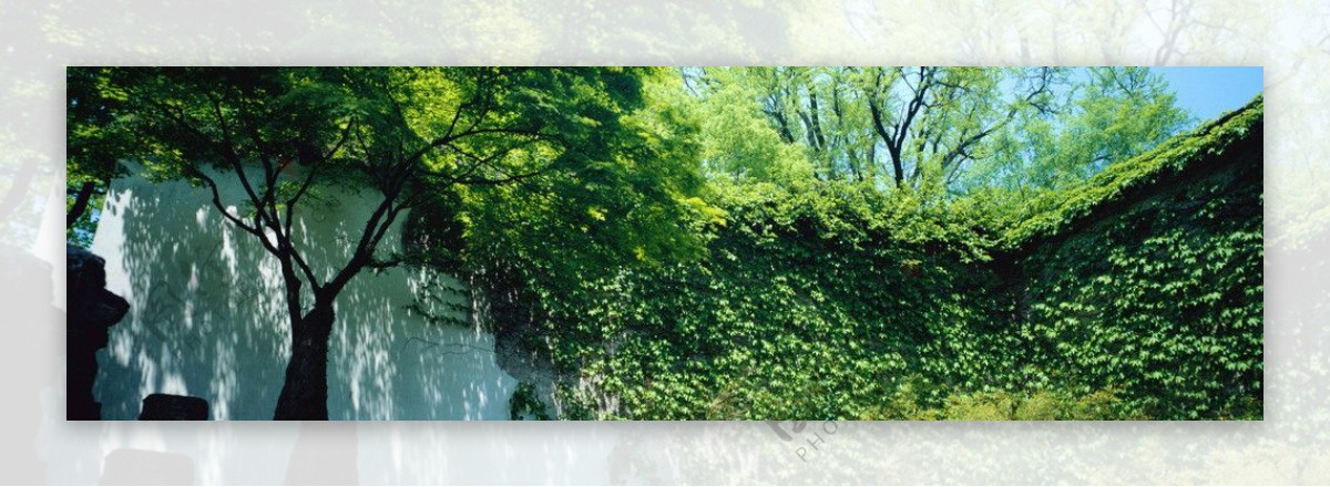 围墙树木风景图片