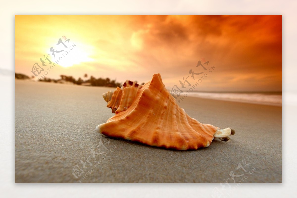 夕阳下的海螺图片