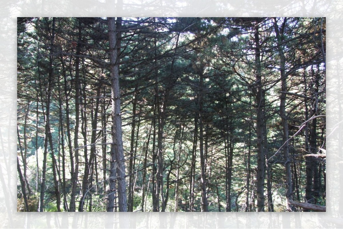 山林树木图片