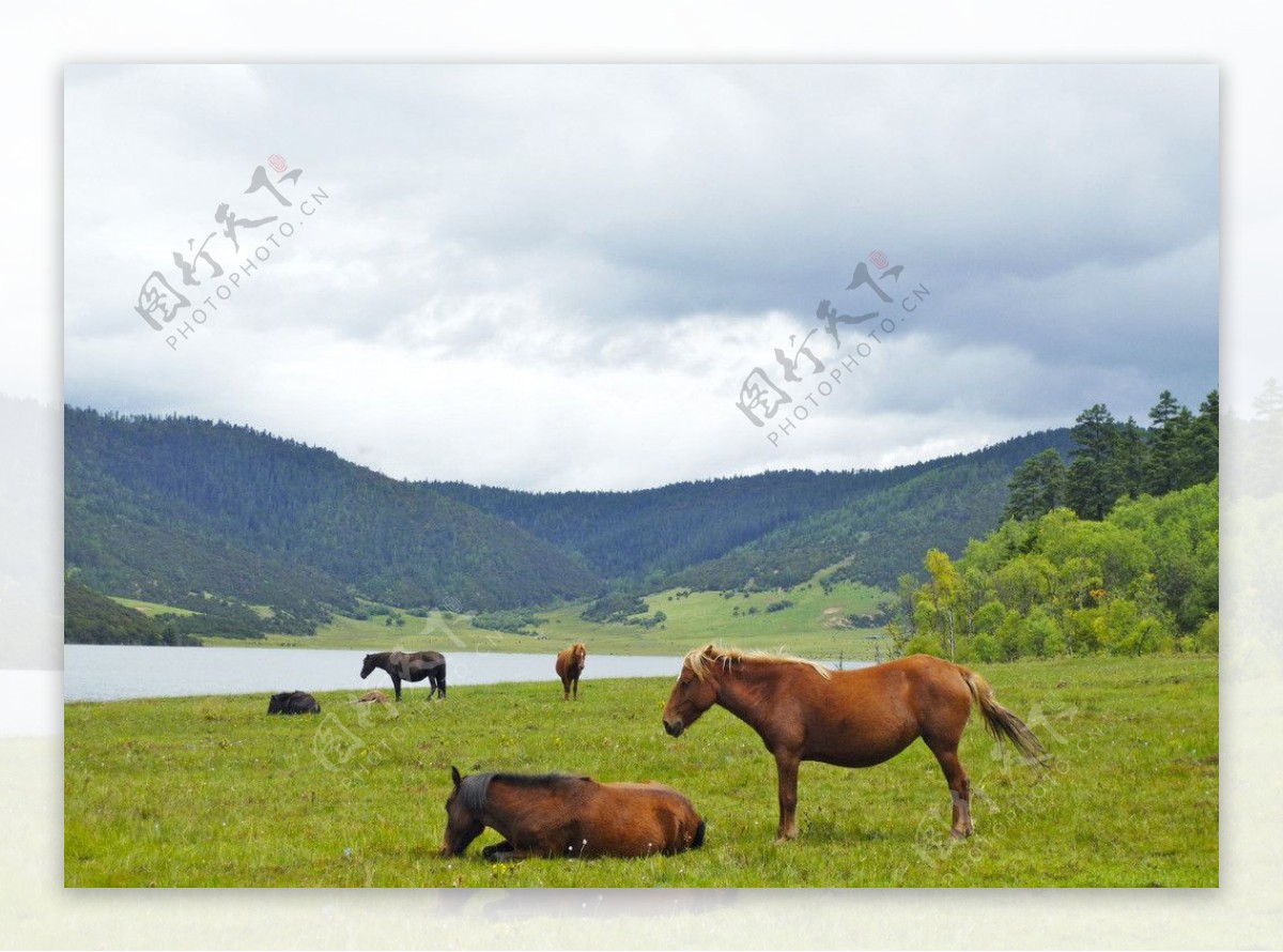 香格里拉大草原上的马图片