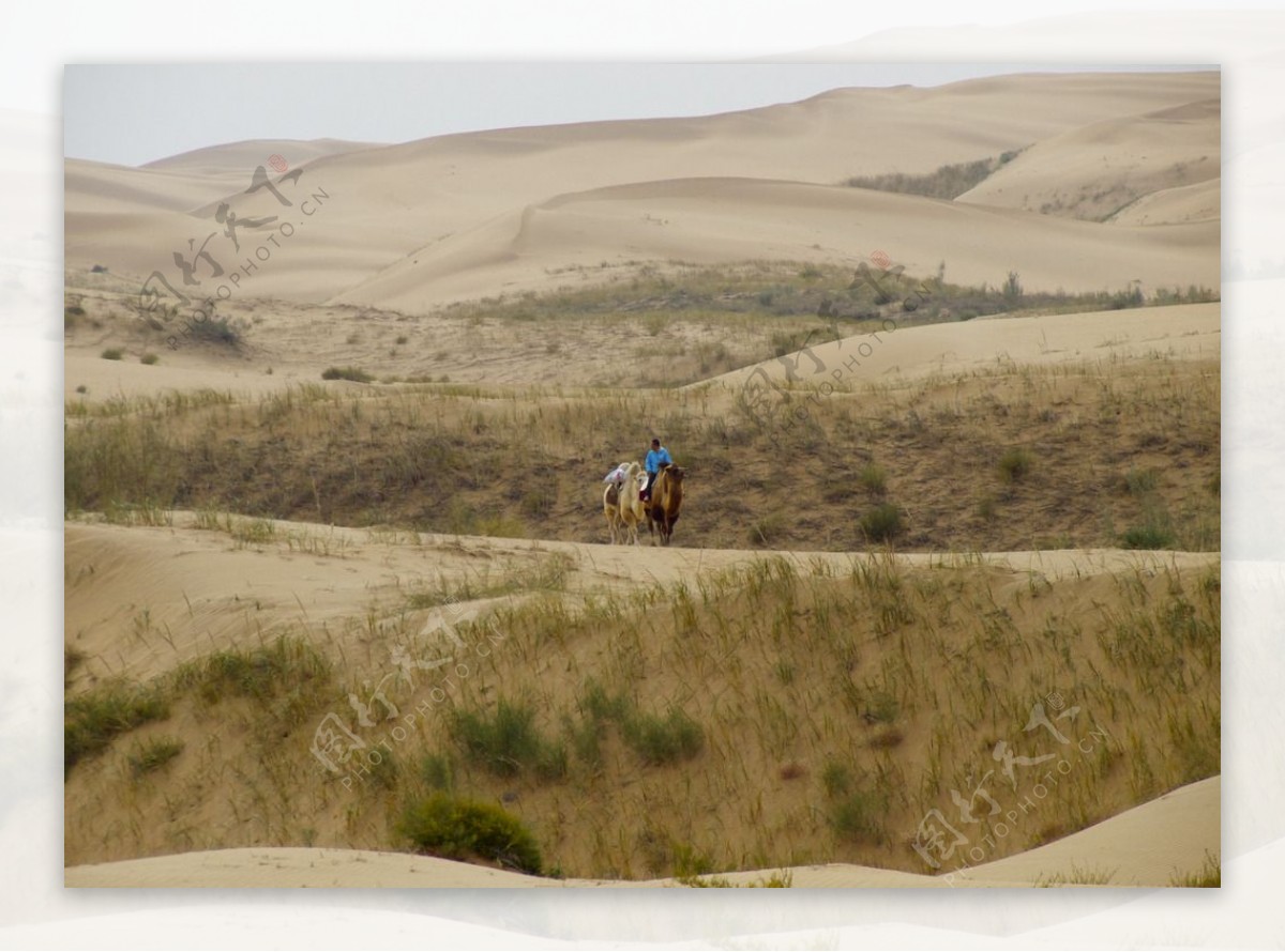 沙漠的远行的骆驼图片