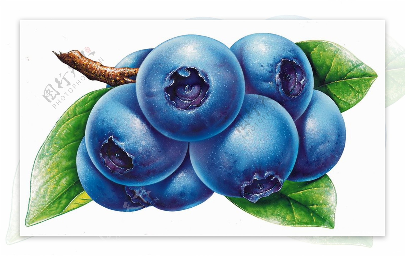手绘蓝莓图片