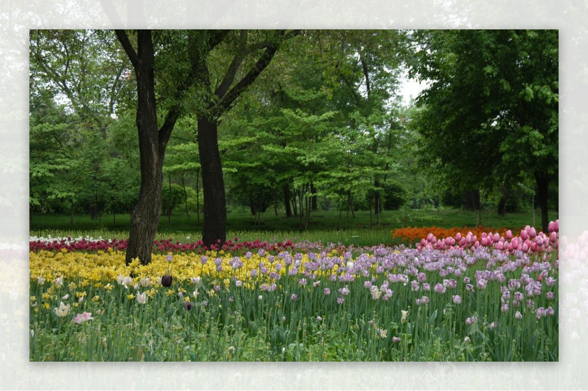 林中花朵风景图片