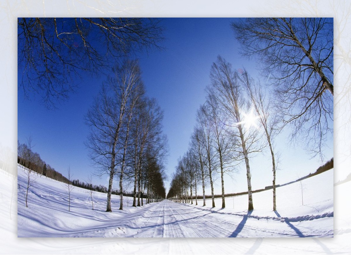 雪地树林马路风景图片