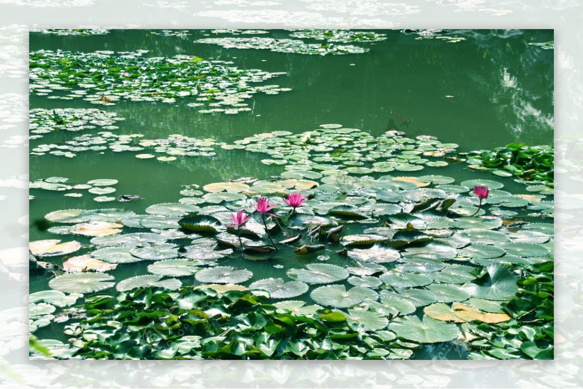 池塘睡莲图片
