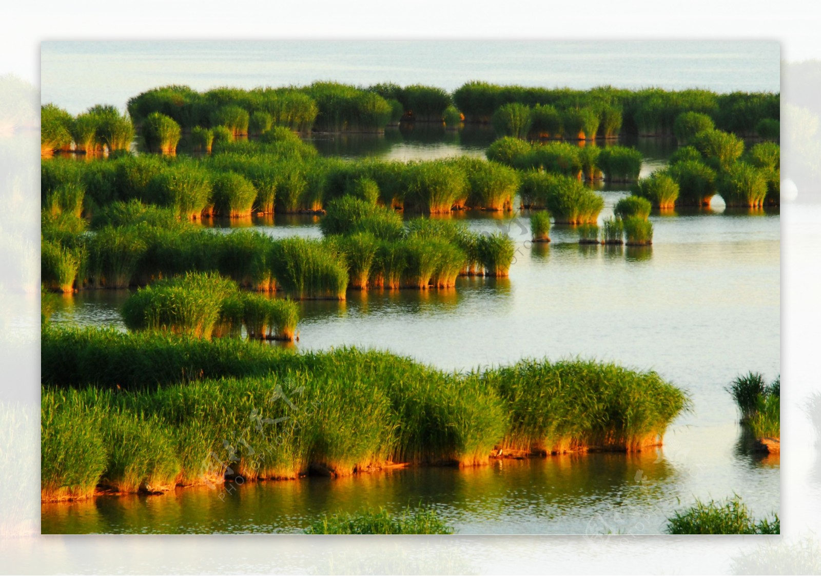 银川沙湖芦苇图片
