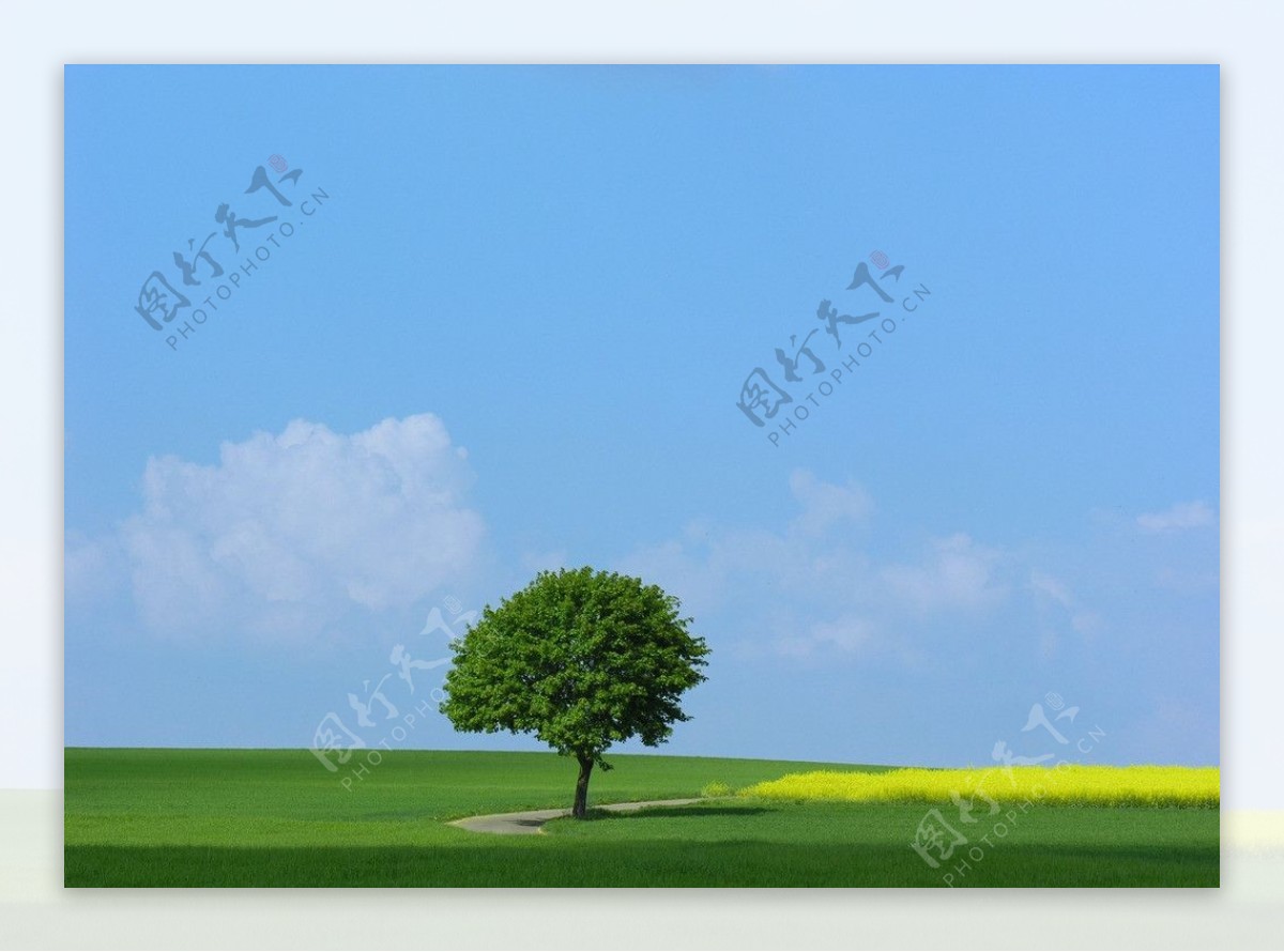 草原中的一棵树图片