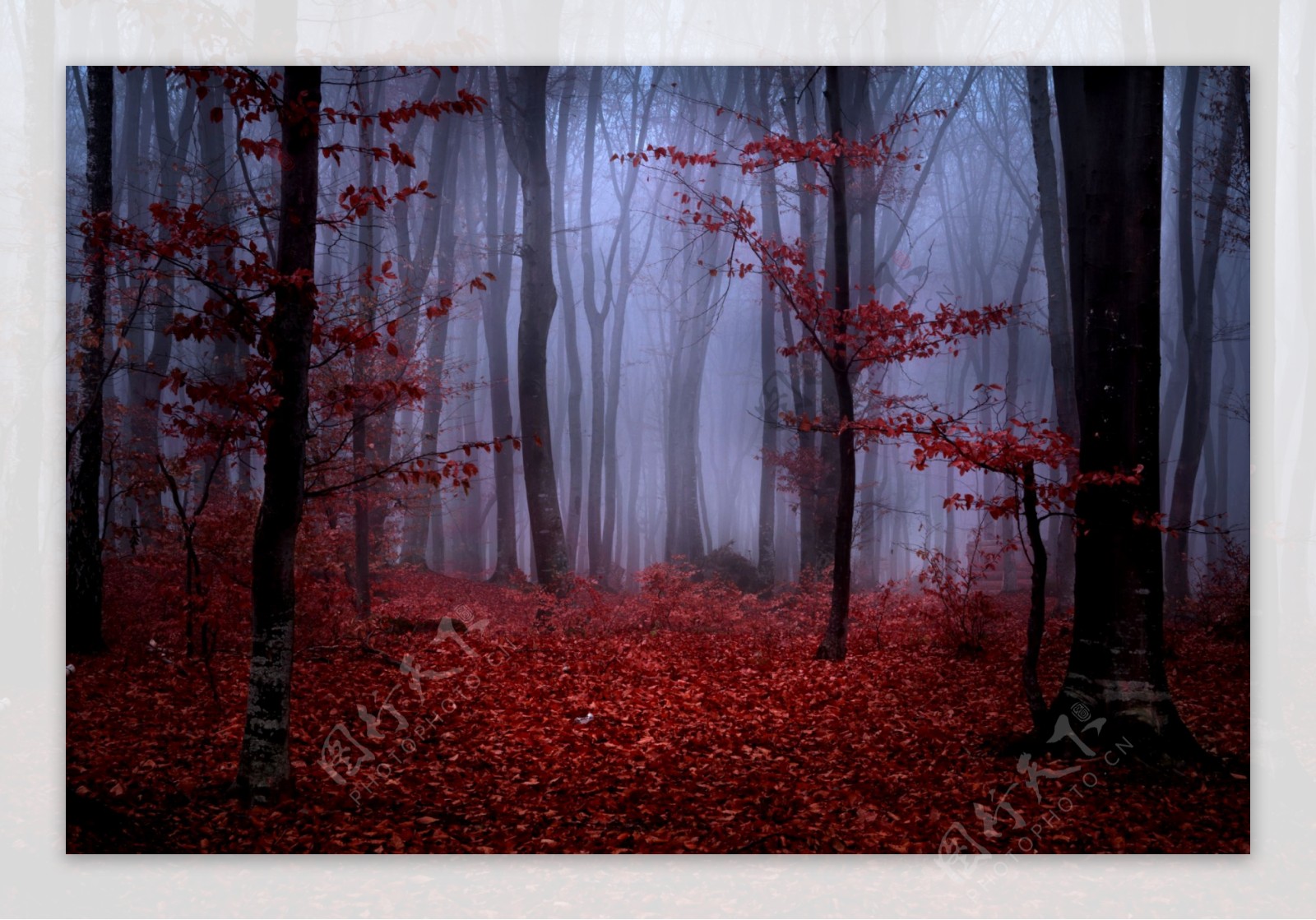 红树林图片