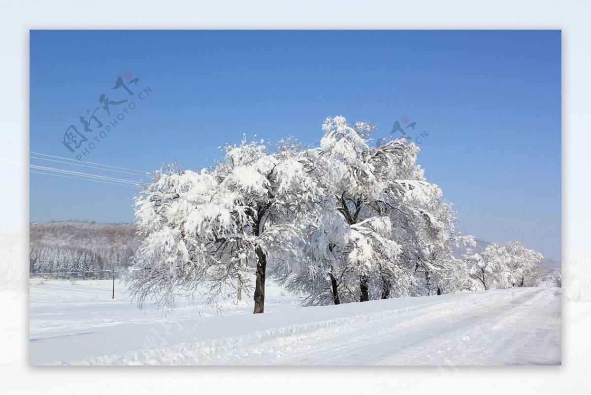 雪后的树与路图片