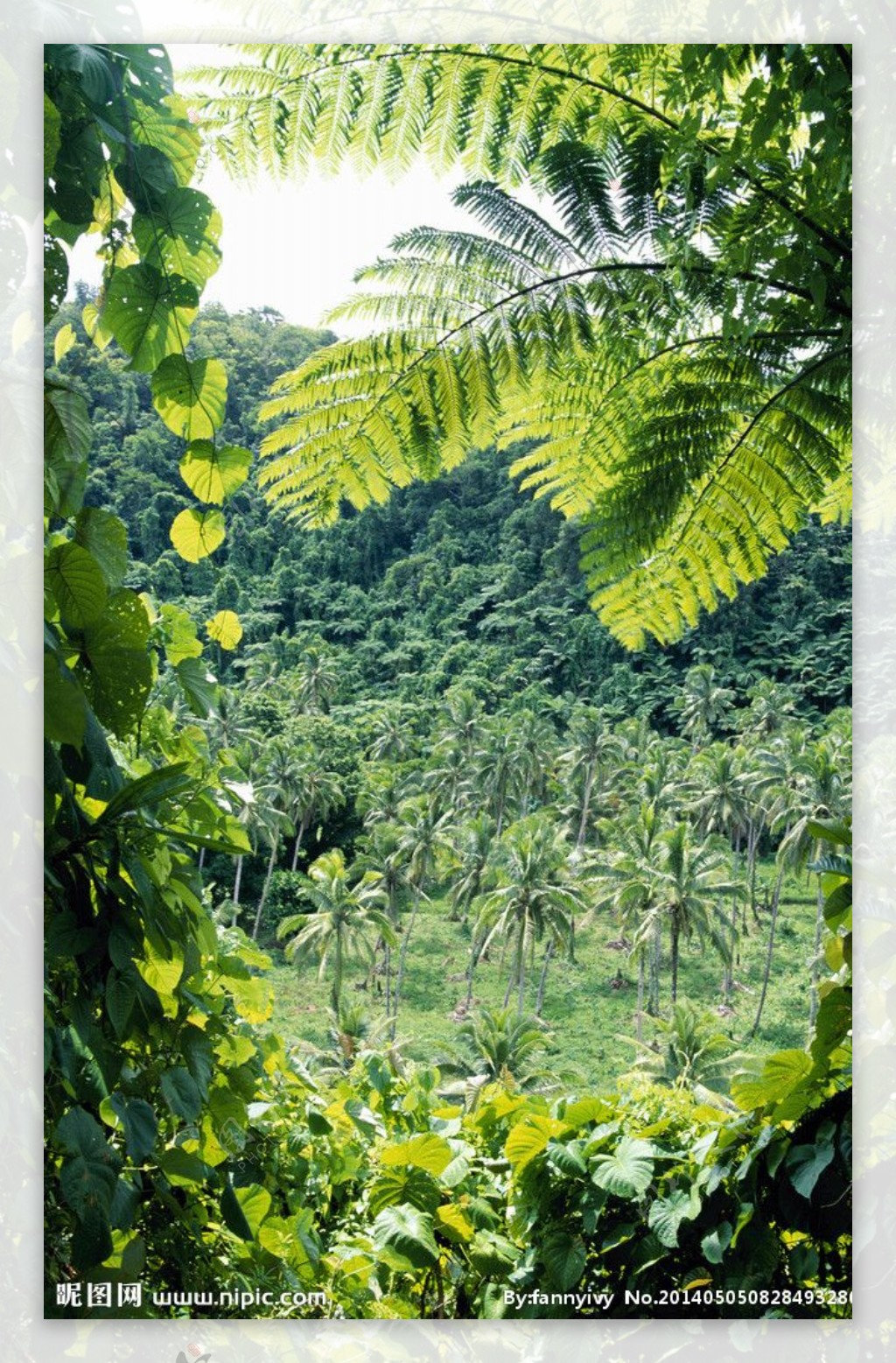 亚热带丛林图片