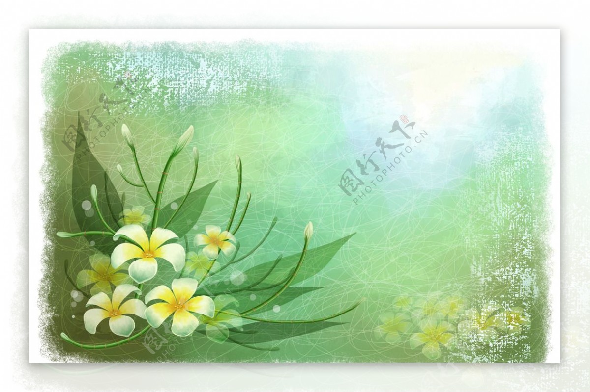 金盏花丛绿色插画卡片图图片