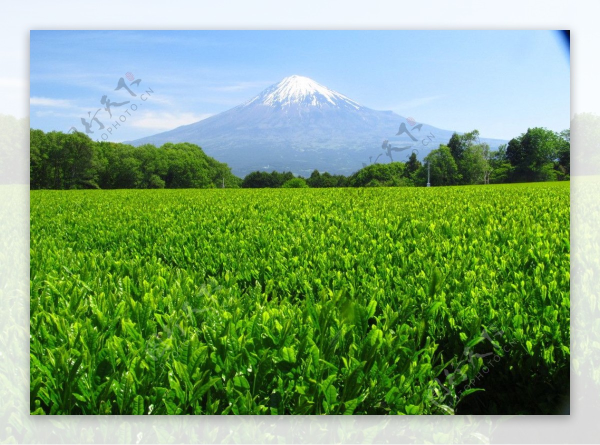 富士山春色图片