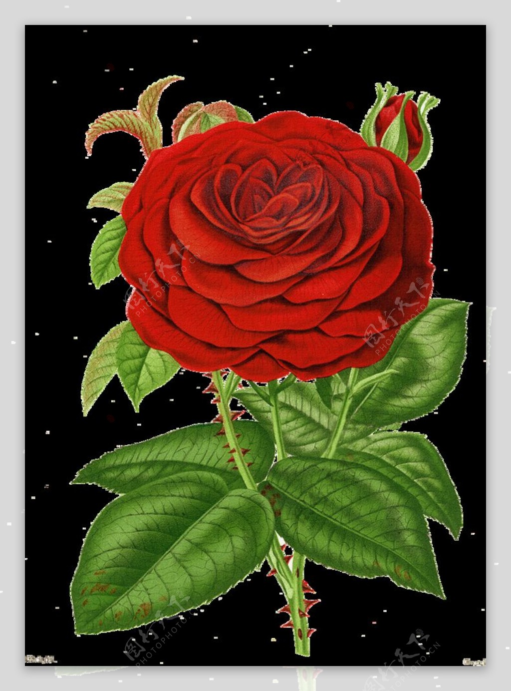 手绘红色蔷薇花图片
