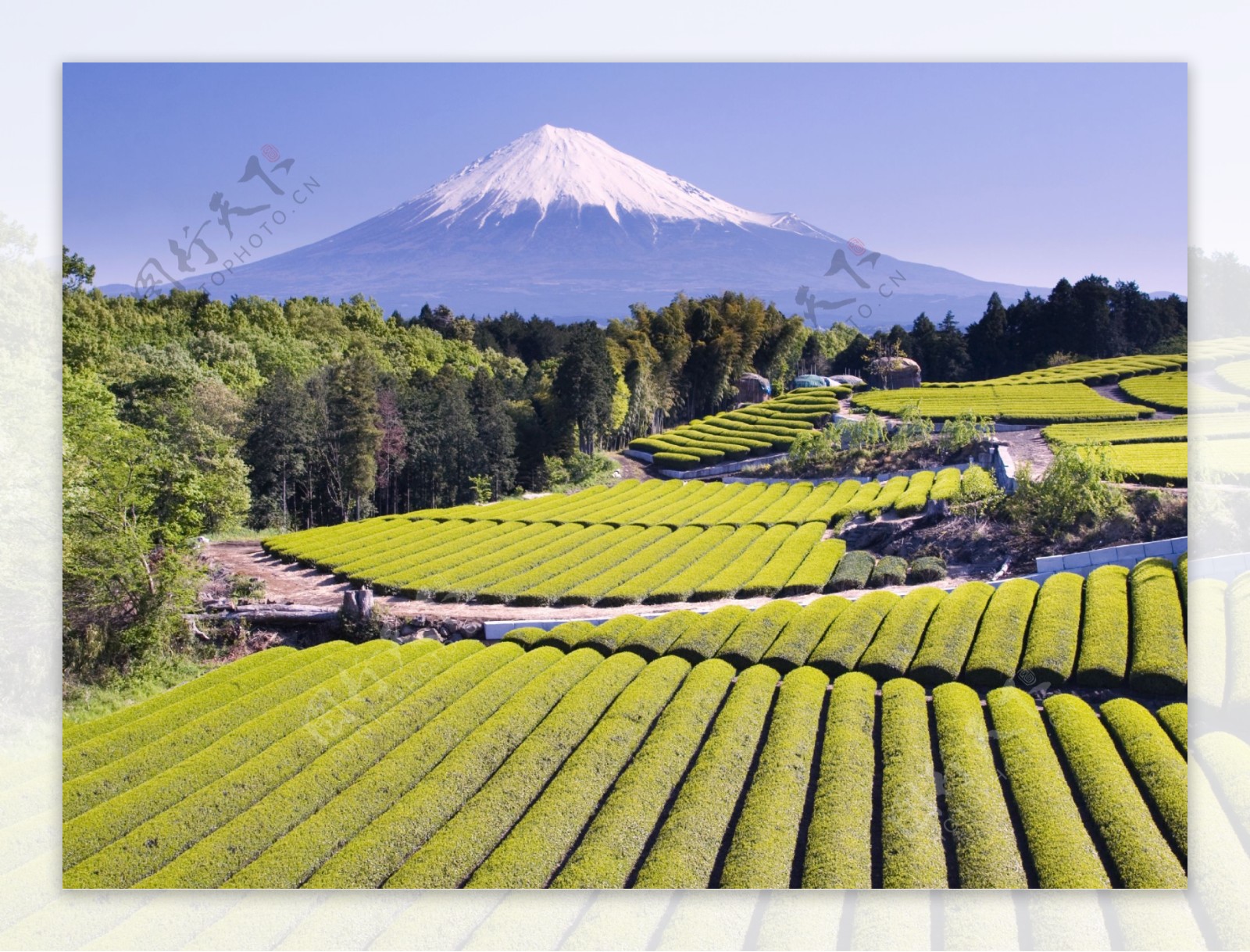 富士山下的茶园图片