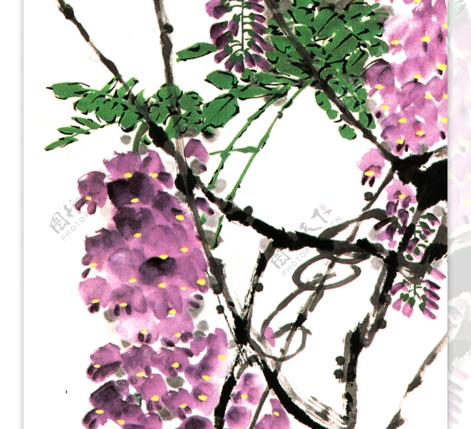 紫藤国画图片