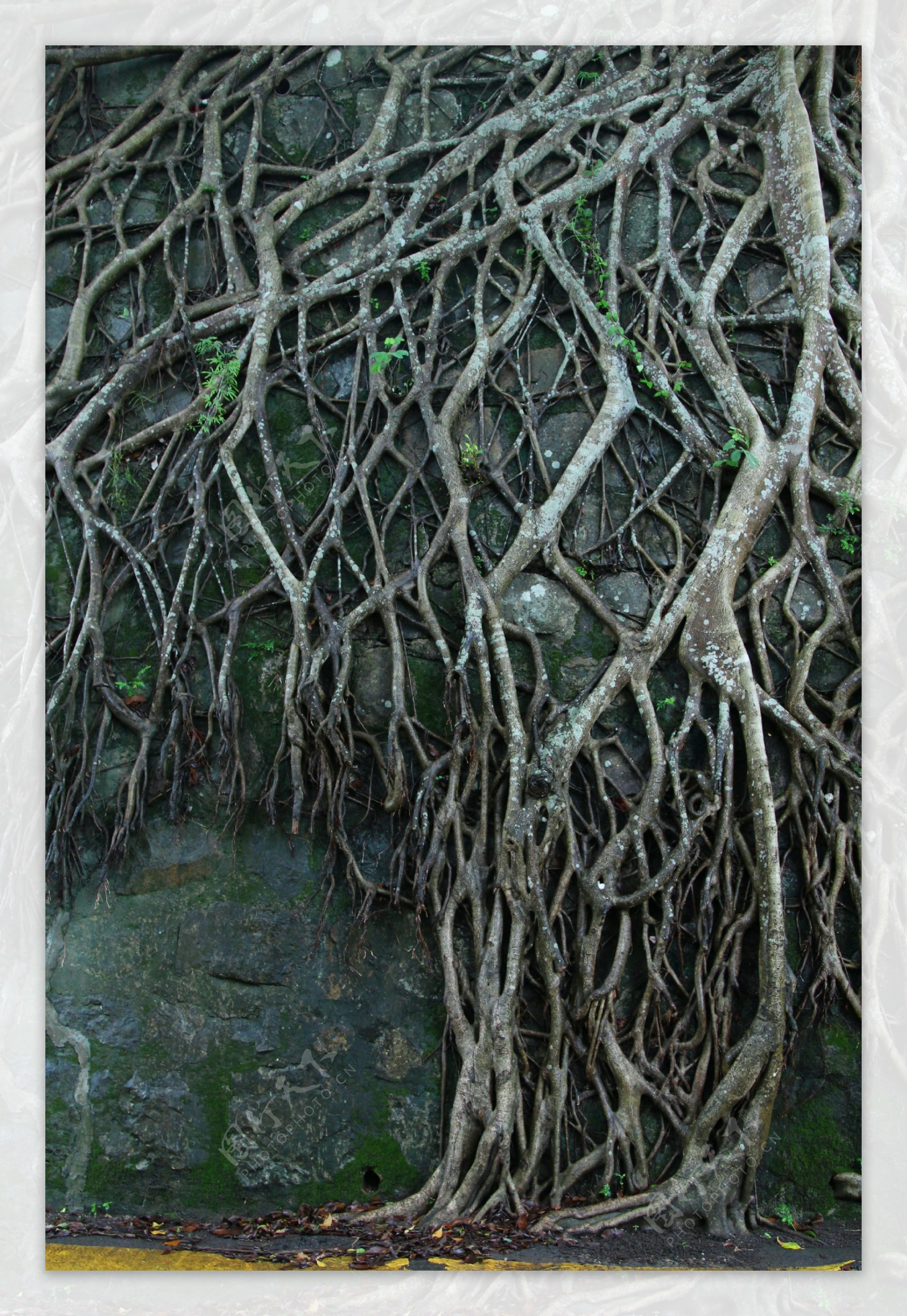 樹根背景图片