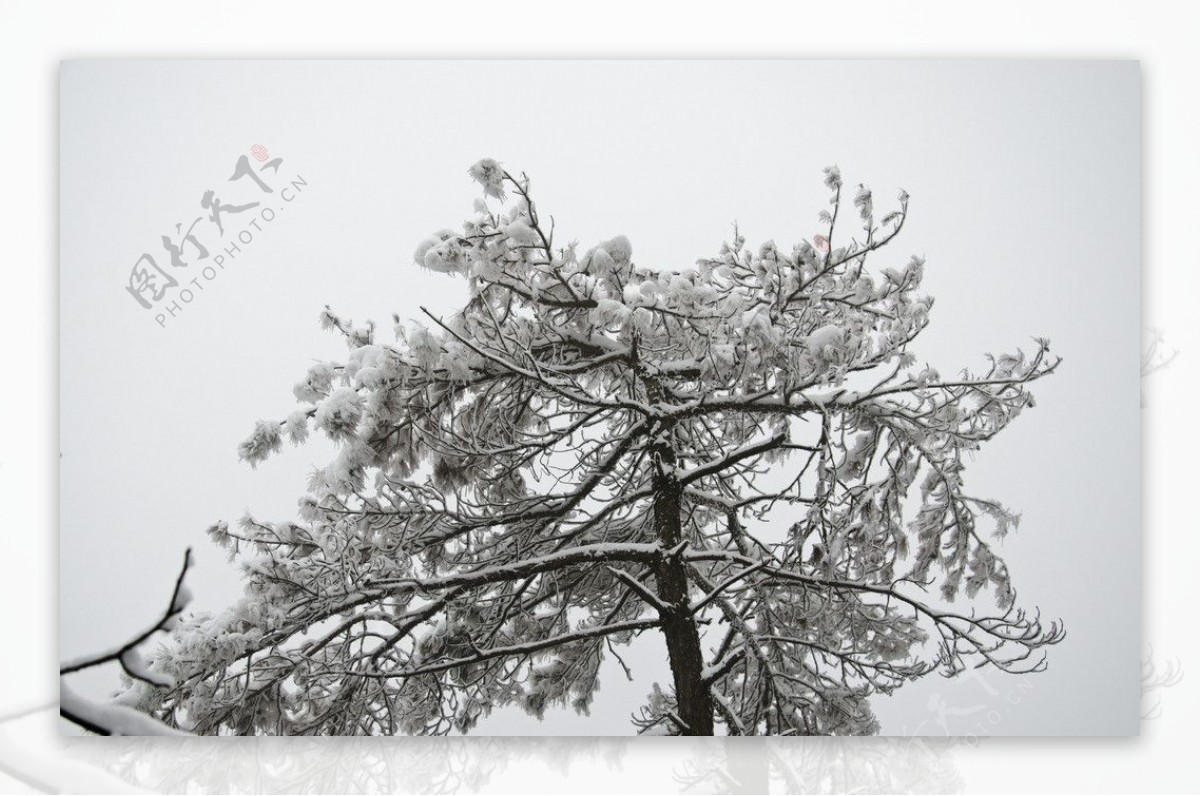 雪景雪松图片