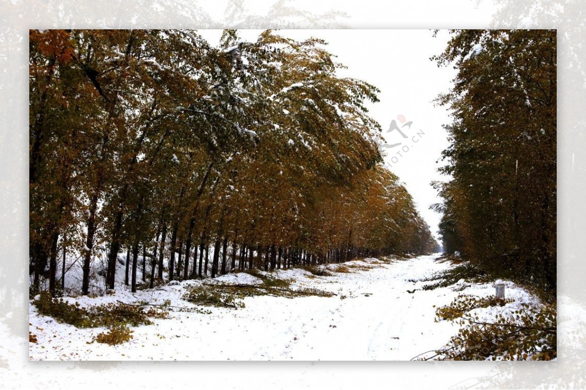 雪后林荫路图片