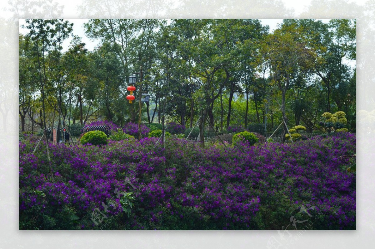 花海景观图片